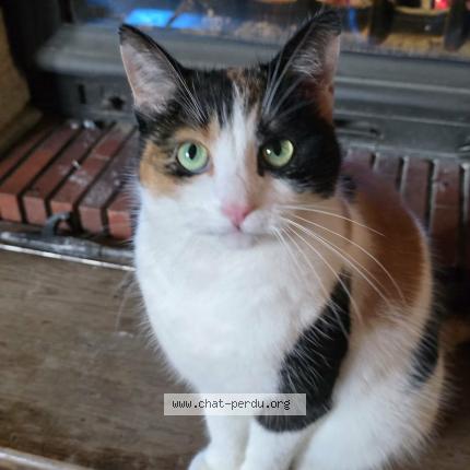 Photo 1/1 Crevette Chat lost in Beine