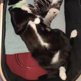 Picture of cat lost at Saint Chamond