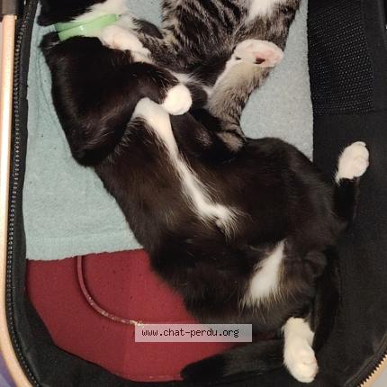 Photo 1/1 Bandit Chat lost in Saint chamond