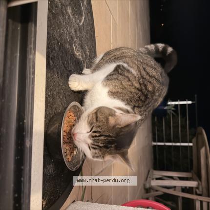 Photo 1/2 Found cat Found in Soucelles