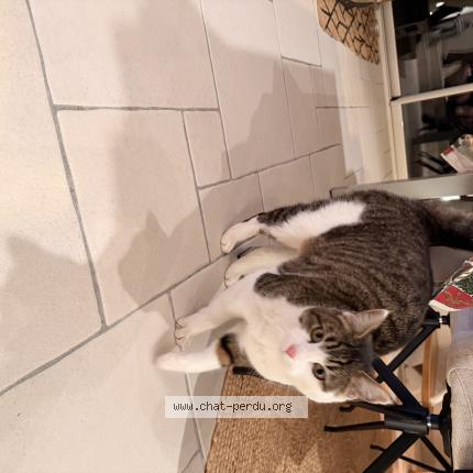 Photo 2/2 Found cat Found in Soucelles