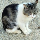 Picture of cat lost at Tregueux