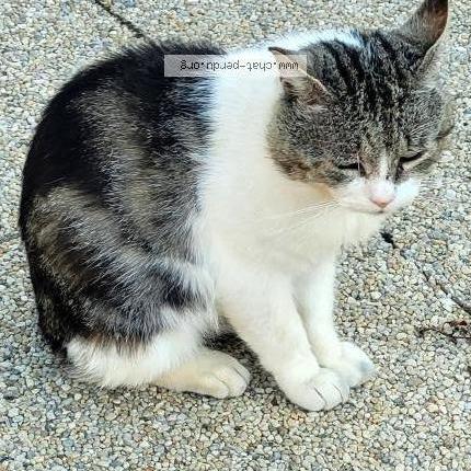 Photo 1/1 Patchwork Chat lost in Tregueux