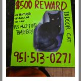 Picture of cat lost at Bay Ave Regis Dr Moreno Valley