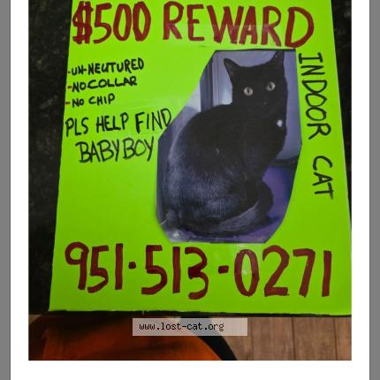 Photo 1/1 BABY BOY Chat lost in Bay ave regis dr moreno valley