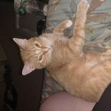 Picture of cat lost at Central