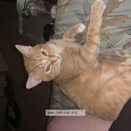 Photo 1/1 Squanch Chat lost in Central