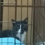 Picture of cat found at Ridgeway