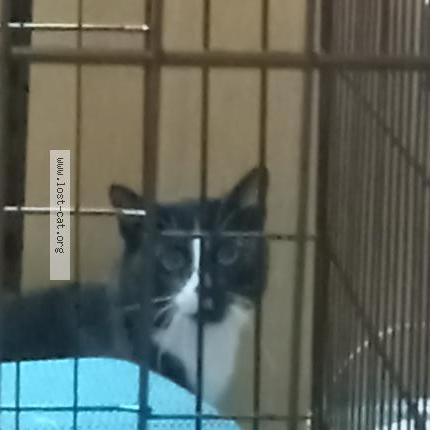 Photo 1/1 Found cat Found in Ridgeway