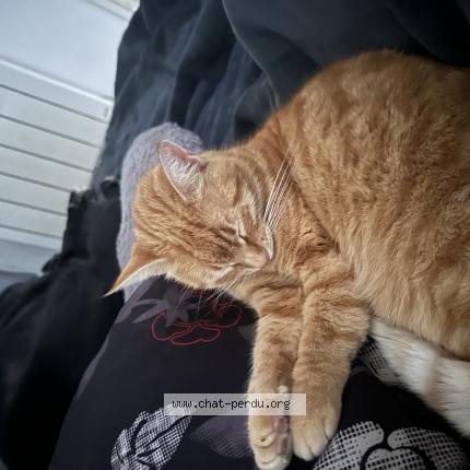 Photo 1/1 BARDET Chat lost in Toulon