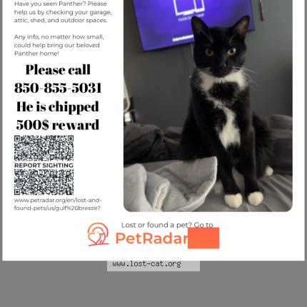 Photo 1/1 Panther Chat lost in Gulf breeze