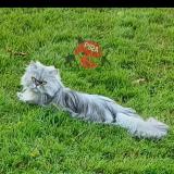 Picture of cat lost at Bisel