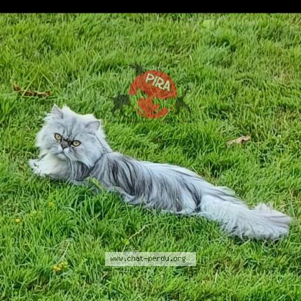 Photo 1/1 Kitty Chat lost in Bisel