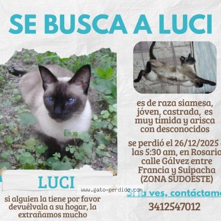 Photo 1/1 LUCI Chat lost in Rosario
