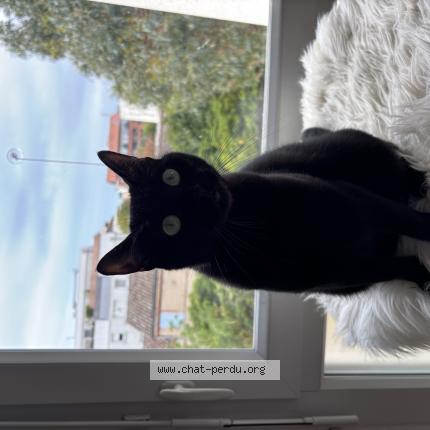 Photo 1/1 Nala Chat lost in Toulouse