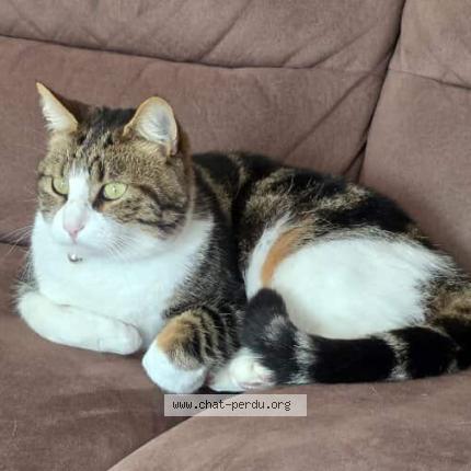 Photo 1/1 Yuzu Chat lost in Oudon