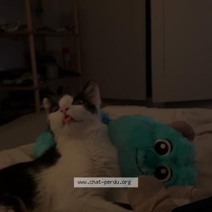 Photo 1/1 POUPETTE Chat lost in Aups