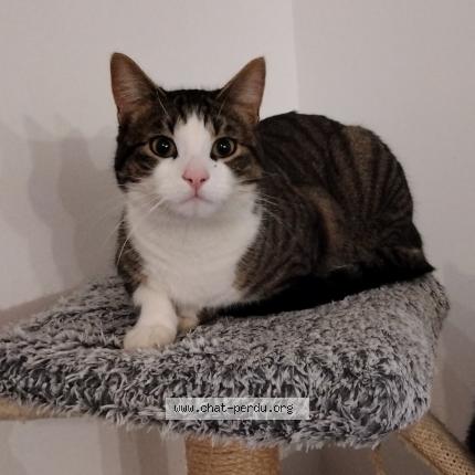 Photo 1/1 Salto Chat lost in Estrablin