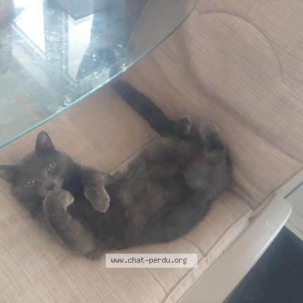 Photo 1/1 Cat reunited Lost in Laval