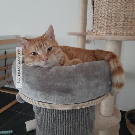 Photo 1/1 Mimi Chat lost in Antoing