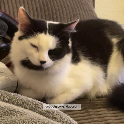 Photo 1/1 Clochette Chat lost in Perpignan