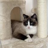 Picture of cat lost at Roullet St Esthephe