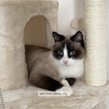 Photo 1/1 Under Chat lost in Roullet st esthephe