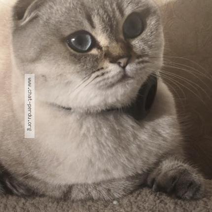 Photo 1/3 Doutaeva Chat lost in Sainte genevieve des bois