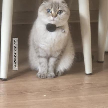 Photo 2/3 Doutaeva Chat lost in Sainte genevieve des bois