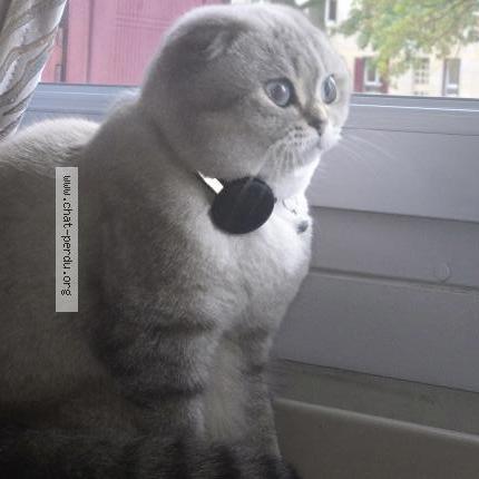 Photo 3/3 Doutaeva Chat lost in Sainte genevieve des bois