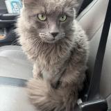 Picture of cat lost at Arlington