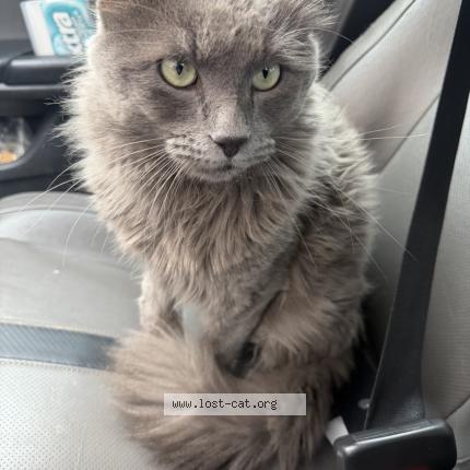 Photo 1/1 Wolf Chat lost in Arlington