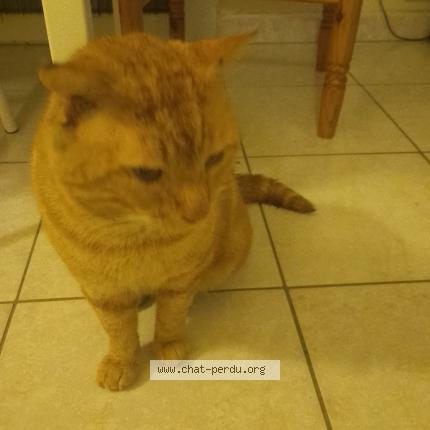 Photo 1/1 Found cat Found in Grand charmont