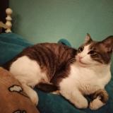 Picture of cat lost at Bennett Co