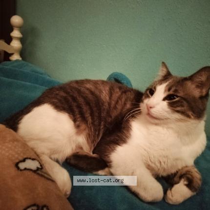 Photo 1/1 Big Boss Chat lost in Bennett co