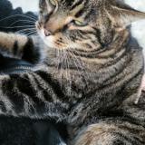 Picture of cat found at Ferriere La Petite