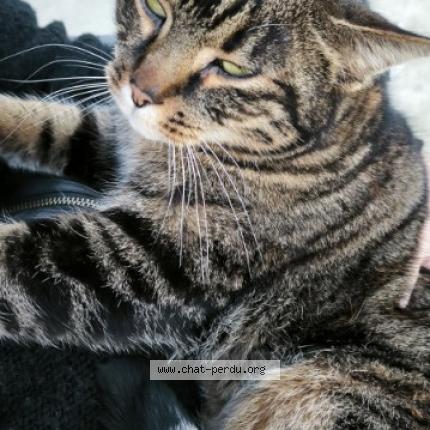 Photo 1/1 Found cat Found in Ferriere la petite