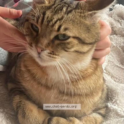 Photo 1/1 Simba Chat lost in Bozouls