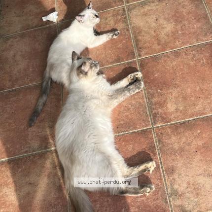 Photo 1/1 P'tite boule Chat lost in Poullaouen