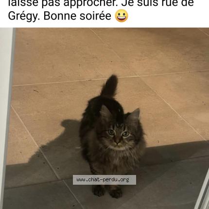 Photo 1/1 Found cat Found in Evry gregy sur yerre