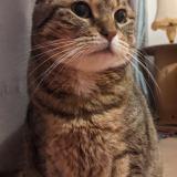 Picture of cat lost at Sausse