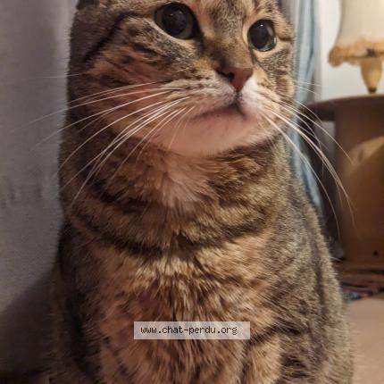 Photo 1/1 PLUME Chat lost in Sausse