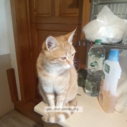 Photo 1/1 Petit chat Chat lost in Marcillac