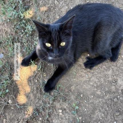 Photo 1/1 Missy Chat lost in Clarensac