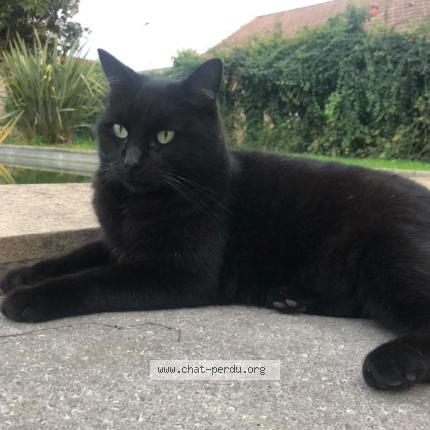 Photo 1/1 Vador Chat lost in Tarbes