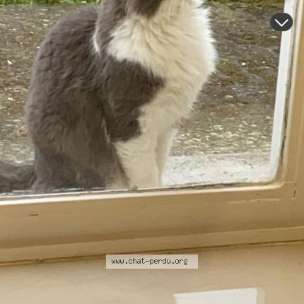 Photo 1/1 Moumouche Chat lost in Cardonnette