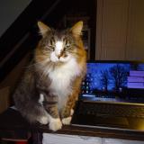 Picture of cat lost at Saint Ouen Sur Iton