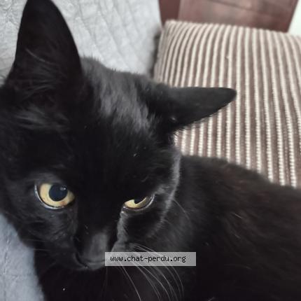 Photo 1/1 MIMI Chat lost in Creteil