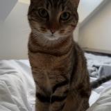 Picture of cat lost at Montmagny