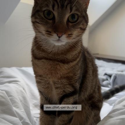 Photo 1/1 Lexie Chat lost in Montmagny